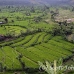 rice_tal_h_0096_bal4350.jpg